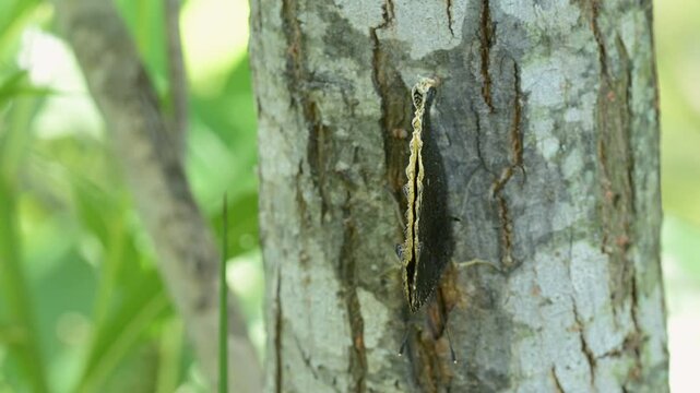 Mourning Cloak butterfly perched on a Willow tree trunk, opening and closing his wings