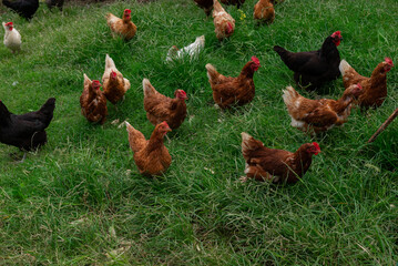 Lot of different domestic chicken walking on farmyard. Feeding freely grazing poultry. Countryside ranch.
