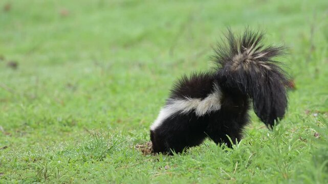 Young striped skunk in dewy grass on a spring morning looking for grubs to eat
