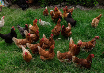 Lot of different domestic chicken walking on farmyard. Feeding freely grazing poultry. Countryside ranch.