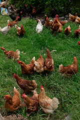 Lot of different domestic chicken walking on farmyard. Feeding freely grazing poultry. Countryside ranch.