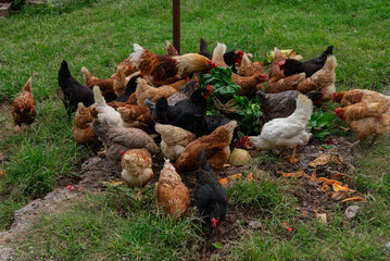 Lot of different domestic chicken walking on farmyard. Feeding freely grazing poultry. Countryside ranch.