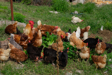 Lot of different domestic chicken walking on farmyard. Feeding freely grazing poultry. Countryside ranch.