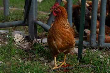 beautiful chicken in green grass
