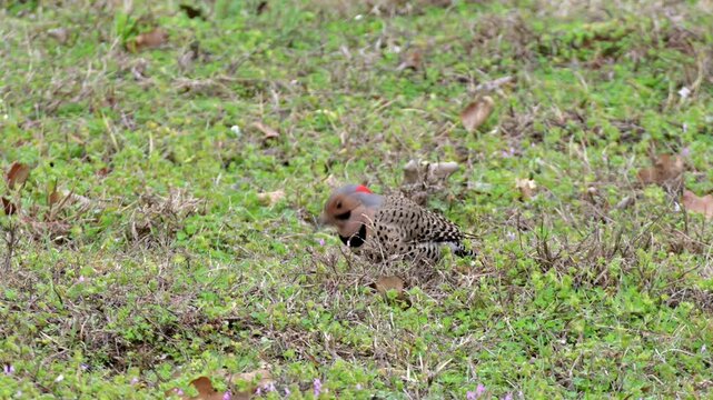 Male Northern Flicker on ground, probing for insects in the ground in spring
