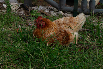 beautiful chicken in green grass