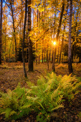 autumn in the forest