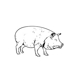 Piggy fat animal vector ilustration isolated design 
