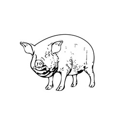 Piggy fat animal vector ilustration isolated design 