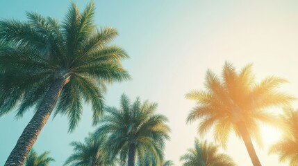Obraz premium Serene Tropical Palm Trees Under Bright Sunlight