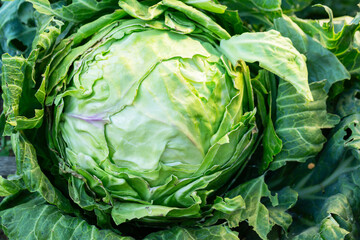 Obraz premium Cabbage in the garden, private farm - green head of cultivated cabbage. French garden vegetables close up