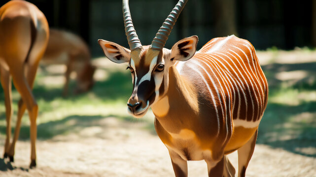 African bongo antelope with white stripes on its body and long horns walking in the wildlife park.