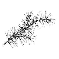 Obraz premium Detailed hand drawn vector illustration of pine, cedar, fir branch. Realistic ink sketch style design, perfect for nature, eco themed projects, Christmas decorations and botanical illustrations.