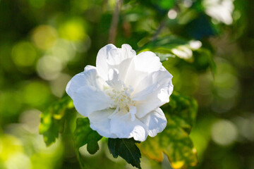 Obraz premium One white flower of hibiscus syriacus plant, commonly known as Korean rose, rose of Sharon, Syrian ketmia, shrub althea or rose mallow, in a garden in a summer day