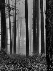 Naklejka premium fog in the forest