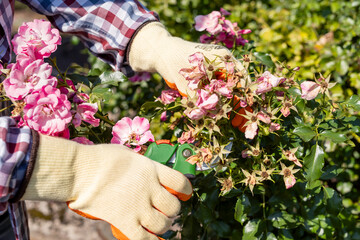 woman in rubber gloves with garden pruners shears to cut wilted red rose flower in garner in autumn