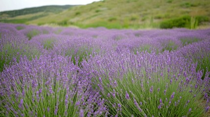 Obraz premium Lavender Paradise, vibrant purple blooms blanket the landscape, a serene escape filled with fragrant beauty and tranquility.