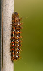 gros plan d'une chenille poilue arrosé par un soleil de d'automne