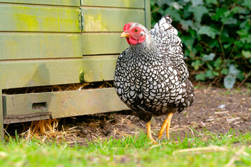 Free range silver laced Wyandotte hen seen looking for food outside her chicken coup in a rural English garden.