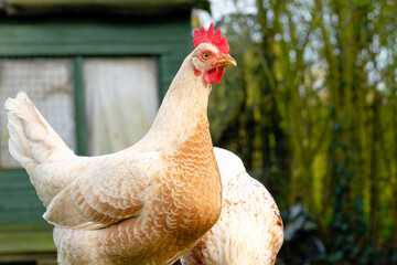 Healthy, free range hen seen in a small flock outside her chicken house, once a small Wendy house in a rural English garden.