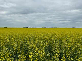 Fototapeta premium Canola field