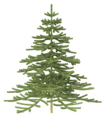 Fototapeta premium Christmas tree without ornaments. 3d illustration transparent background