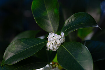 Small white flowers with green leaves, sweet olive. (Osmanthus fragrans)