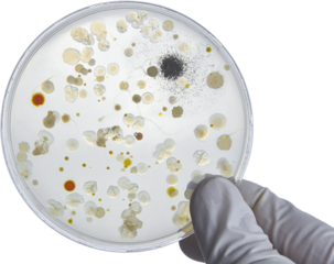 Bacterial Cultures in Petri Dishes in microbiology laboratory. Test various germs, virus, Coronavirus, Corona, COVID-19, Microbial population count, Food science.