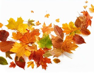 colorful flying autumn leaves isolated on white background