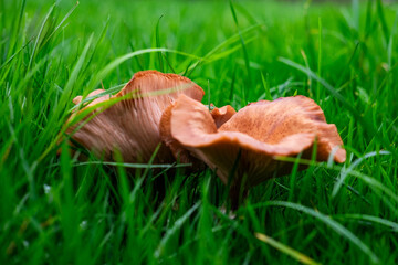 mushroom or fungi in grass