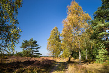 Weg in der Weseler Heide
