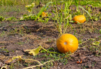 Autumn rural landscape, pumpkin on the field, pumpkin on the grass