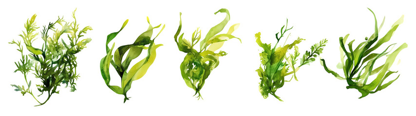 Obraz premium Pine Cedar Branch