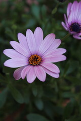 Fototapeta premium Fiore 