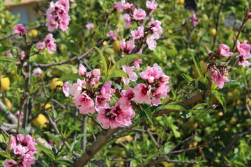 Fiori di pesco