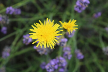 yellow dandelions in the lavender farm, london