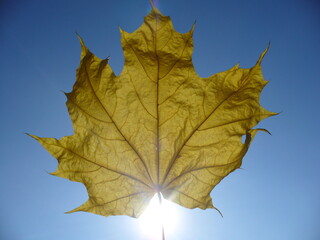 Dry autumn leaf of Acer, Maple in yellow and orange colors, blue sky with sunlight - close-up, natural background. Topics: beauty of nature, pattern, texture, natural environment, vegetation, season