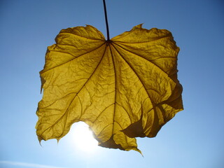 Dry autumn leaf of Acer, Maple in yellow and orange colors, blue sky with sunlight - close-up, natural background. Topics: beauty of nature, pattern, texture, natural environment, season, weather