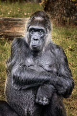 Obraz premium Portrait of a female gorilla