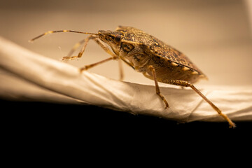 Macro shot of stink bug