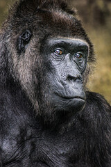 Portrait of a female gorilla