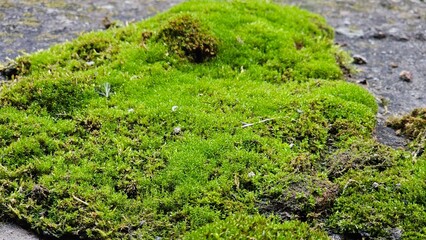 fresh green moss on concrete