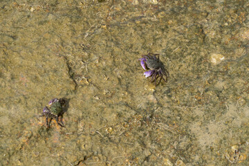 Purple shore crabs found on rocky shores.