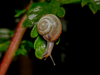 snail on a leaf