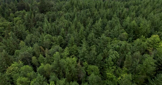 Forest Canopy Aerial View with Dense Evergreen Trees
