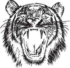 Tiger Illustration