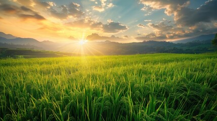 View of rice fields in the mountains with cool and beautiful morning sunlight.