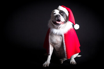 A dog in a New Year's costume and a Santa Claus hat. Christmas Card
