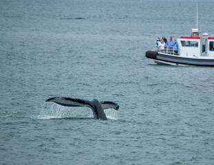 Whale tale breaching in the waters of Alaska