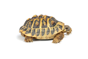 Side profile of a turtle on a white background